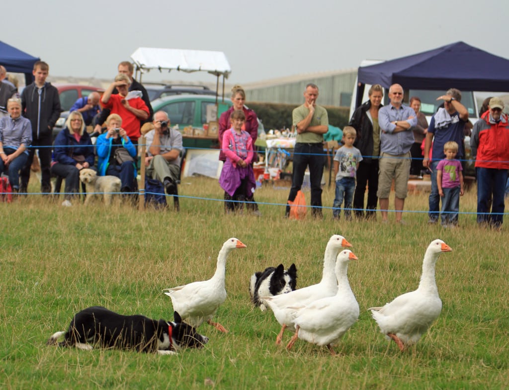 Derbyshire-based Lubrizol have agreed to sponsor the Turnditch and Windley Show for a third year. Penguin PR: public relations, media and communications