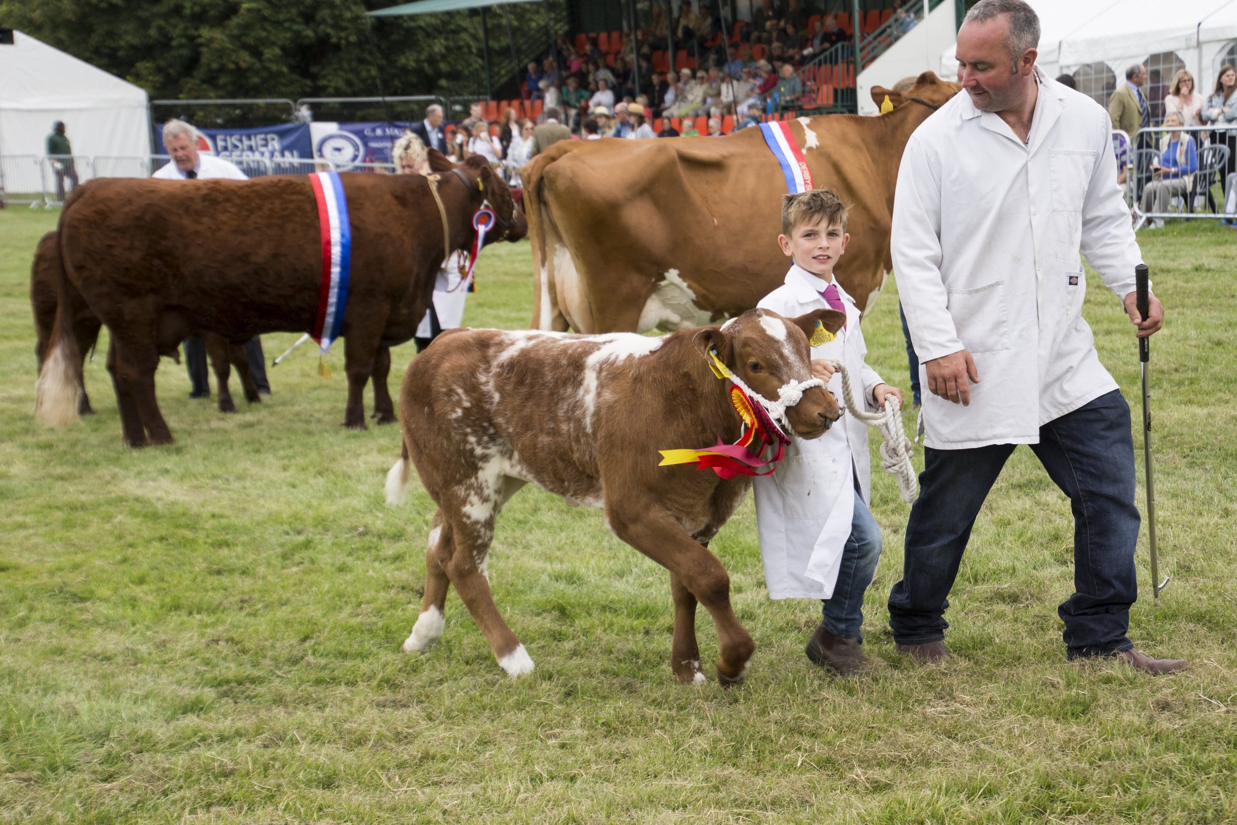 County Show junior cow.jpg