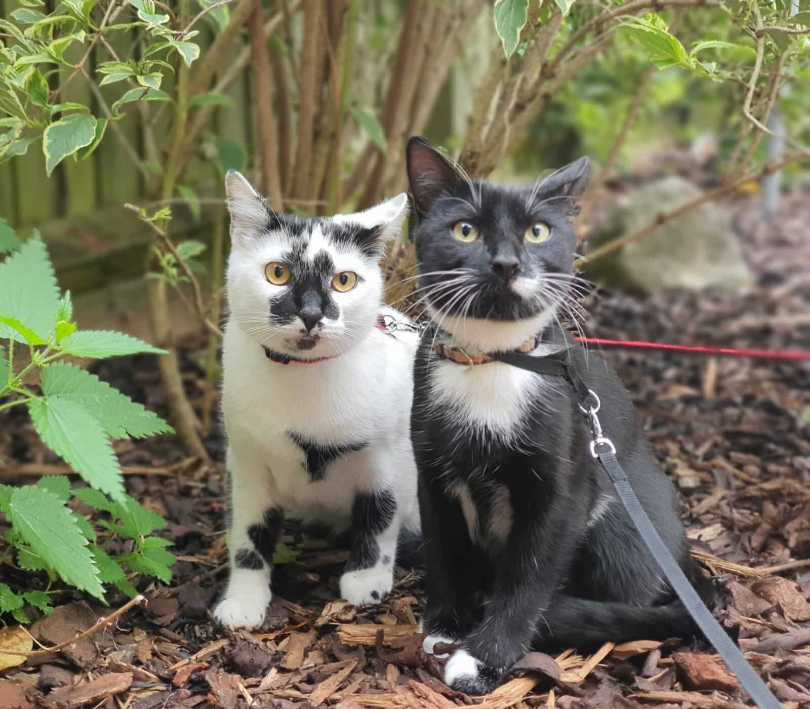 Kul Mahay’s cats - Elvis and Coco - have been keeping him and wife Taj busy during lockdown.