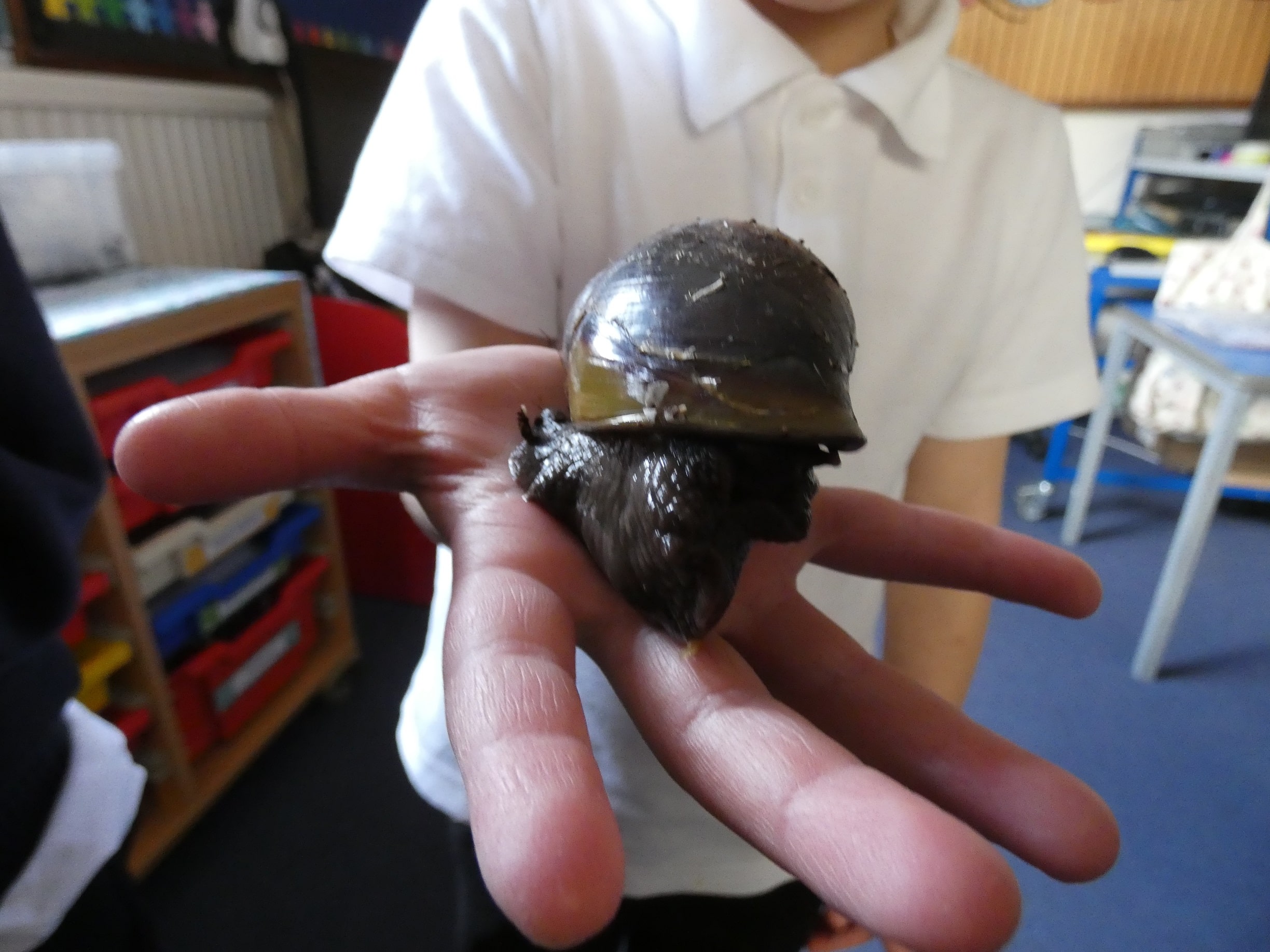 One of the giant snails who is now residing at the Royal School for the Deaf in Derby. Penguiun PR: public relations, media and communications