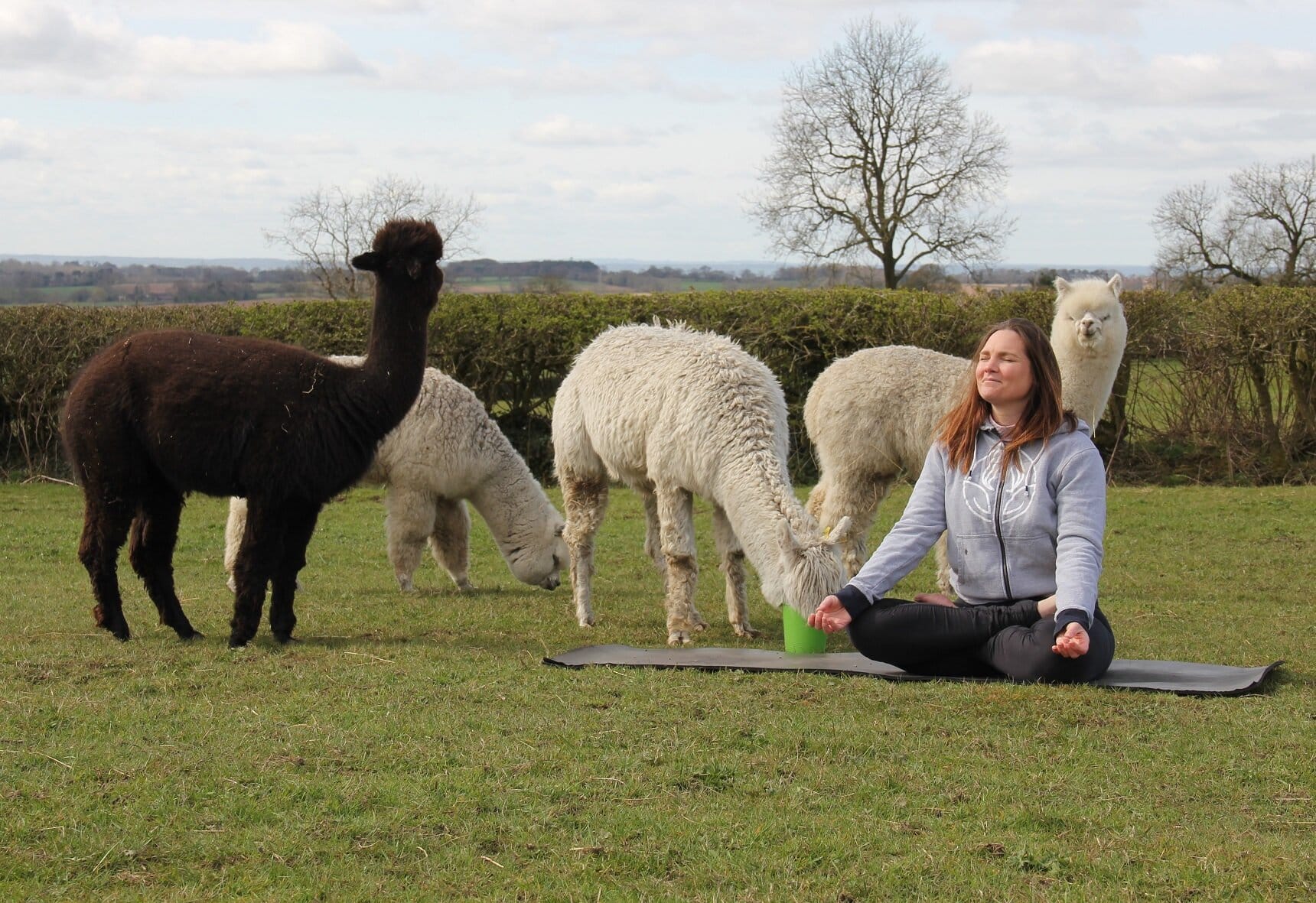 Sarah Luerken will commence her Alpaca yoga classes from May 2nd at Candleford Cottage in Muggington.