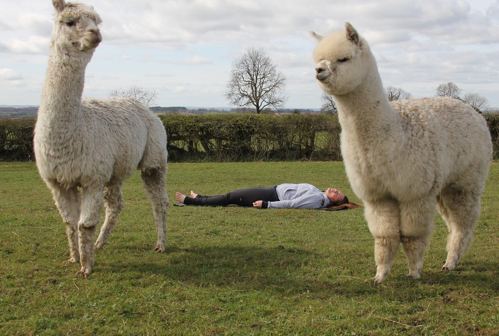 Sarah says alpacas enhance the purpose of yoga which is “all about feeling grounded and at one with your natural surroundings”.