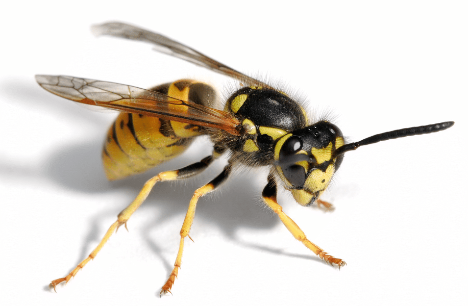 Stephen Jacobs at BASIS Prompt defended wasps in the Derby Telegraph. Penguin PR: public relations, media and communications in the East Midlands