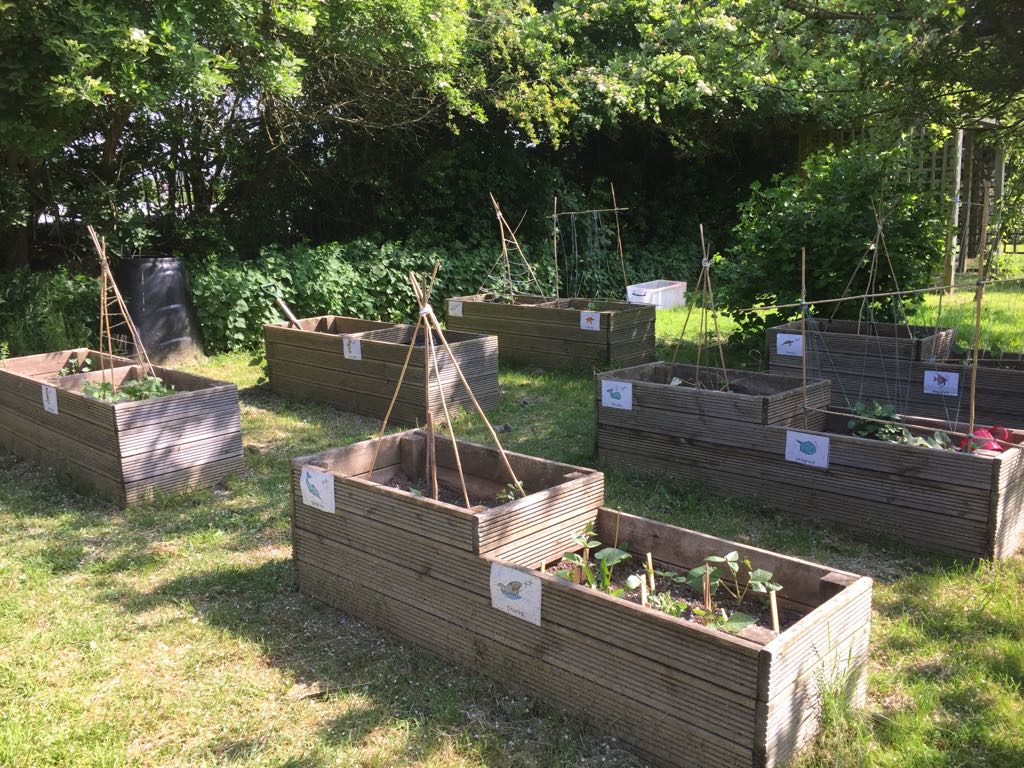 The allotments at St Giles School. Fruit and vegetables grown here will be used in the brand-new Learning Kitchen. Penguin PR: public relations, press, media and communications.