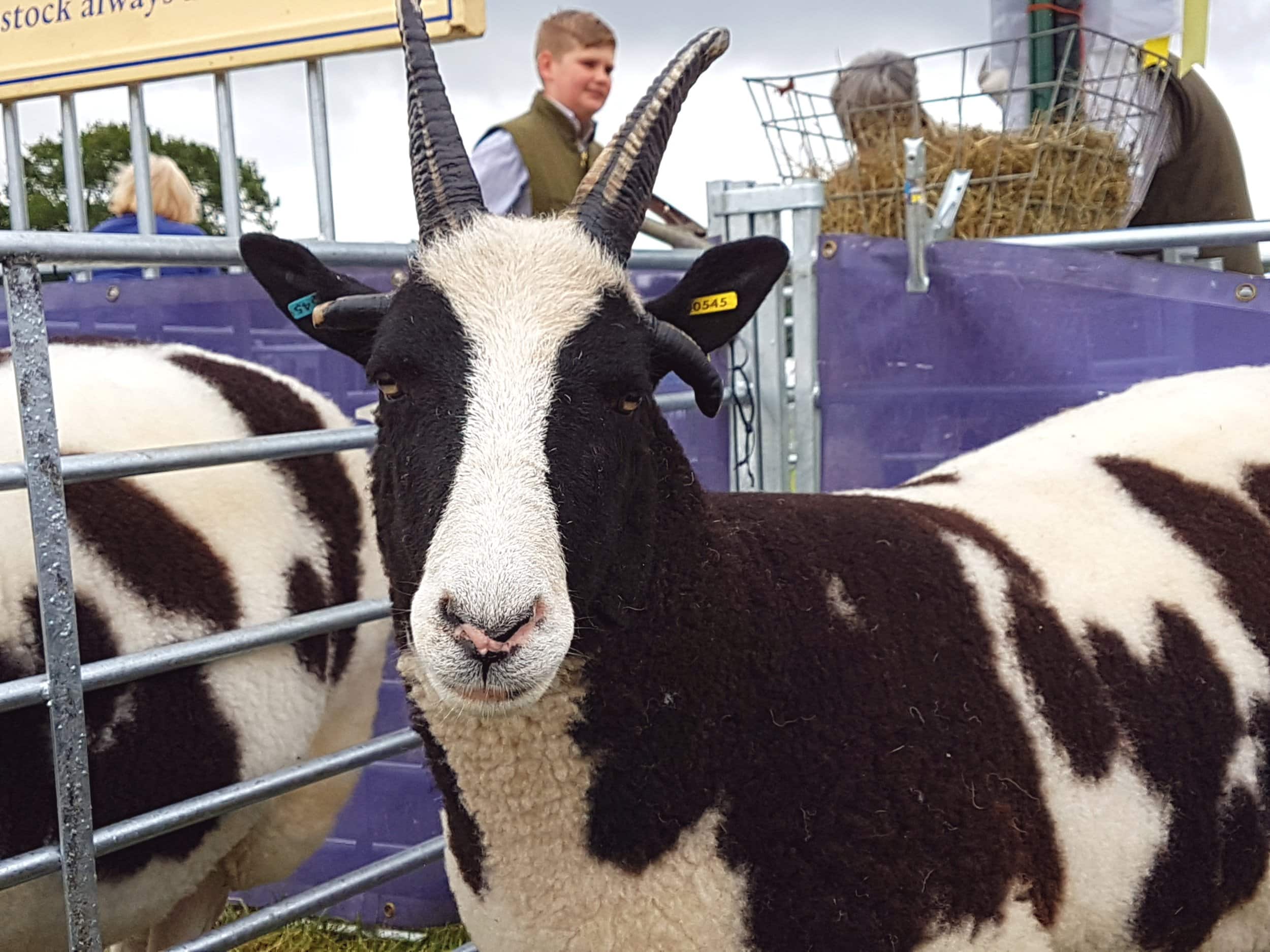 Tickets are now on sale for the Derbyshire County Show 2018 - Penguin PR: public relations, media and communications