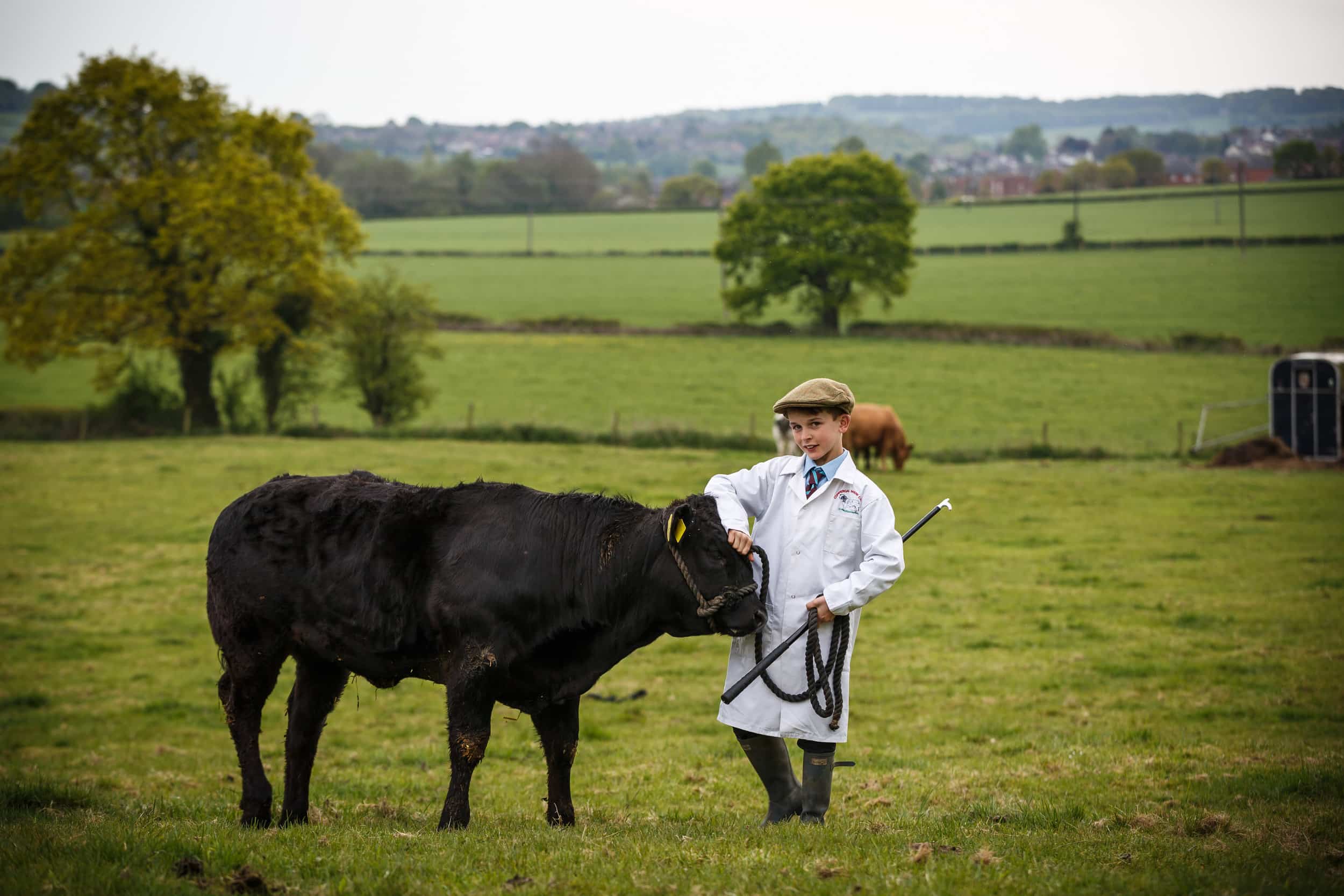 Twelve-year-old Fred Powdrill-Swinscoe will take his bullock Pocket Rocket to the Derbyshire County Show. Penguin PR: public relations, media and communications