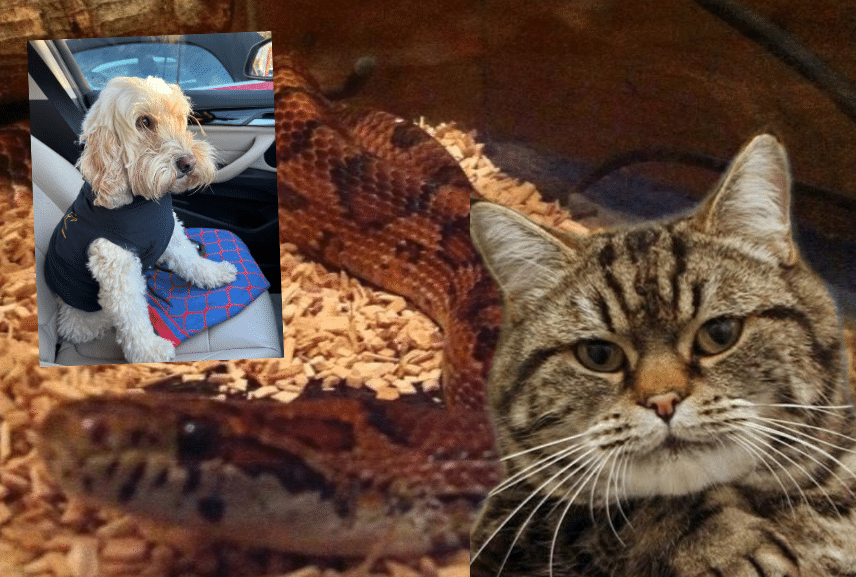 Nyalathe snake, Timmy the cat and Teddy the car-sick dog feature in our writers' blogs talking about their pets' animal magic.