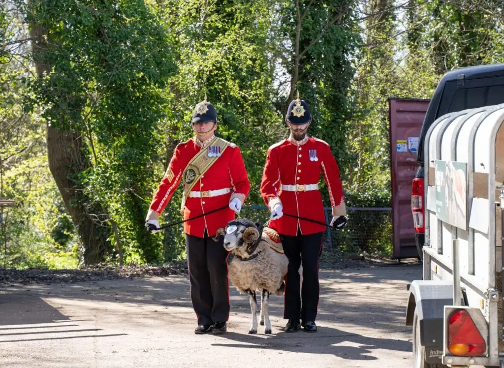 Private Derby ram mascot at Acres Engineering Armed Forces Covenant ceremony