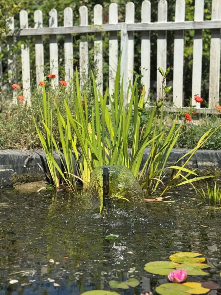 The Pond at Growing Lives.